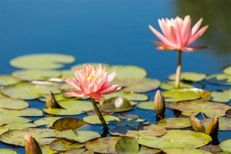 睡蓮 風水|睡蓮風水大揭秘：家中養睡蓮對風水好嗎？原來答案是這樣的！